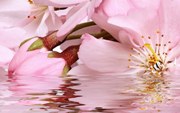 Плитка BELLEZA Букет розовый декоративный массив 09-01-41-664