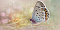 Мечта вставка Бабочка 08-05-23-371-1